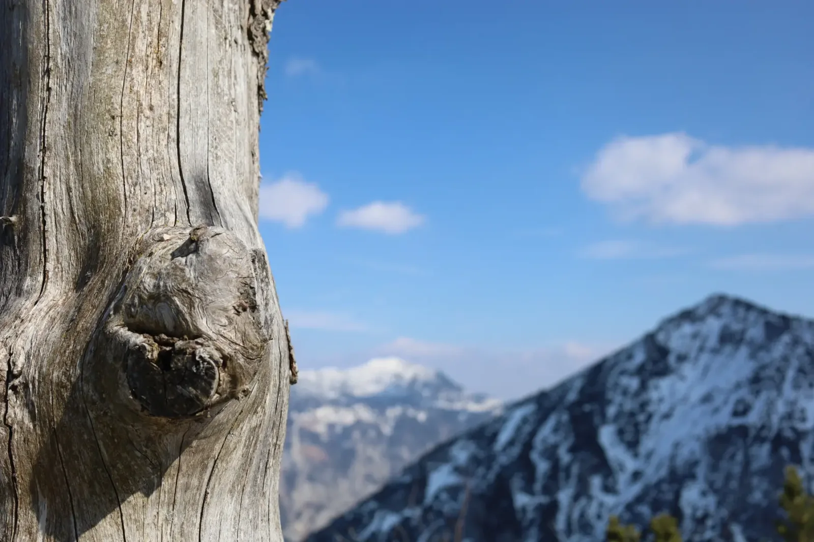 Verwitterter Baumstamm vor einer Berglandschaft