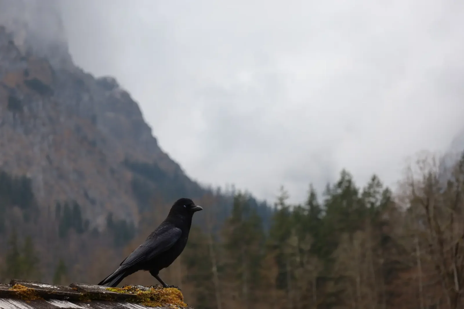 Rabe vor einer nebligen Berglandschaft