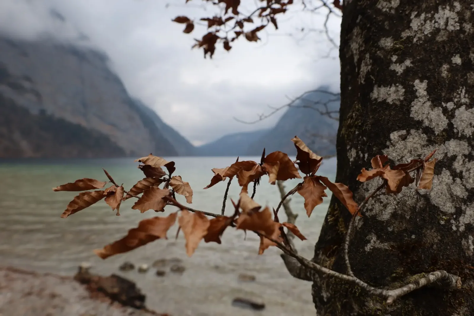 Herbstliche Blätter und ein Baumstamm am Seeufer